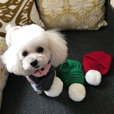Separation Anxiety Fix: A Shop Owner Recommends Enrichment Toys That Keep Dogs Calm When Alone