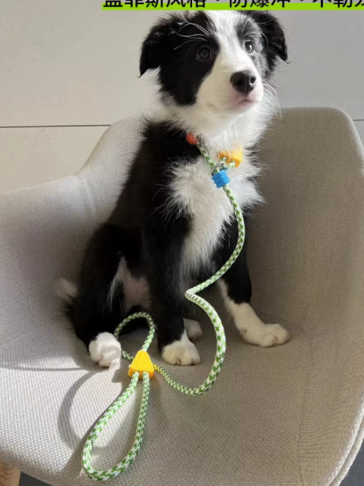 Pull Happens. Dopamine Stays: The Shock-Absorbing Leash That Makes Walks Feel Smoother