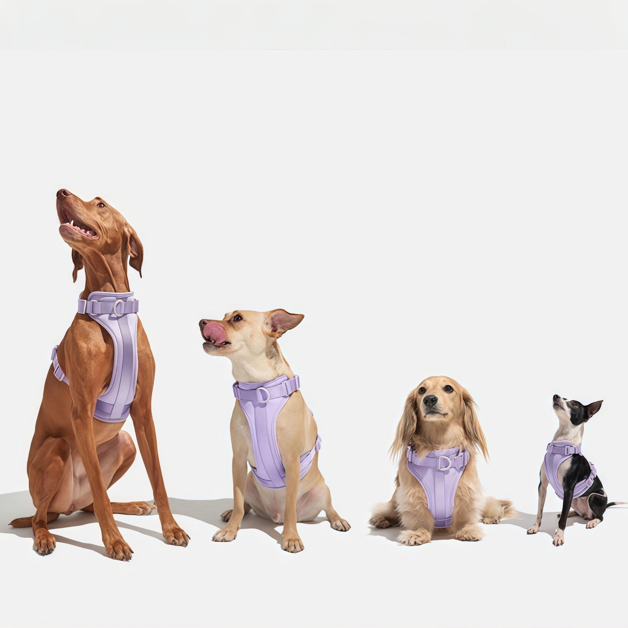 One Box, Full Dopamine: The 4-Piece Dog Walk Set That Makes Going Outside Feel Easy
