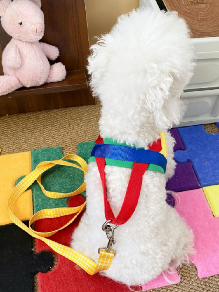 Rainbow Harness & Leash Set