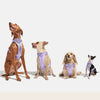 No Pull Dog Harness Leash Set