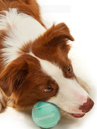PETSVILLE Outdoor Dog Tennis Ball