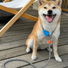 No-Pull Shock-Absorbing Dog Leash
