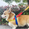 Rainbow Harness & Leash Set
