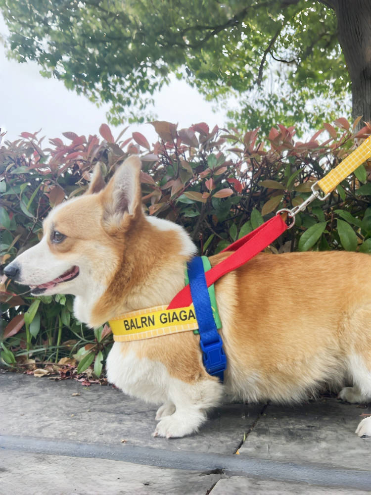 Rainbow Harness & Leash Set