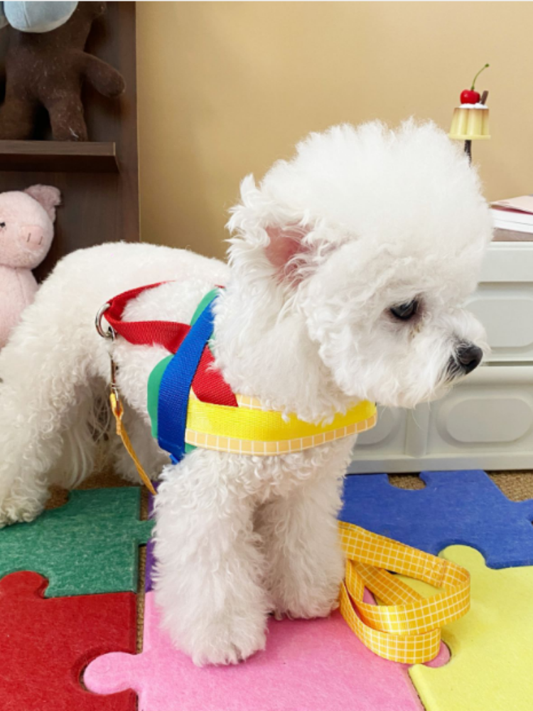 Rainbow Harness & Leash Set