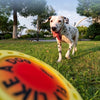 HOWGO Treat-Groove Dog Frisbee