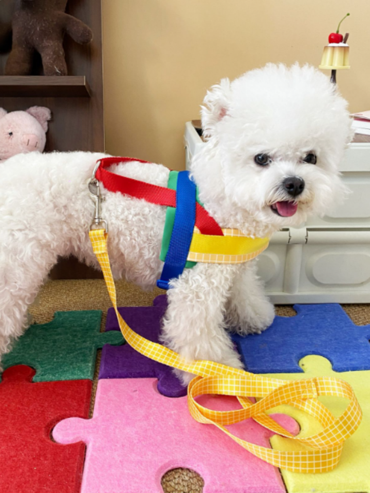 Rainbow Harness & Leash Set