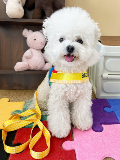 Rainbow Harness & Leash Set