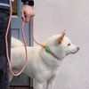 No-Pull Shock-Absorbing Dog Leash