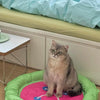 Dopamine Button Cooling Pet Mat