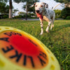 Treat-Groove Dog Frisbee