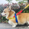 Rainbow Harness & Leash Set