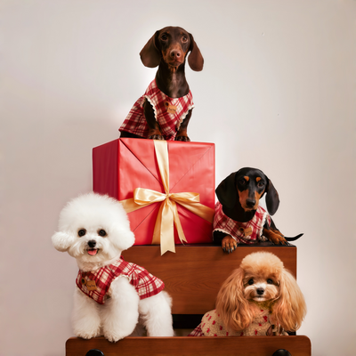 Winter Pet Outfit Set: Teddy Cape + Wool-Look Dress + Reversible Scarf